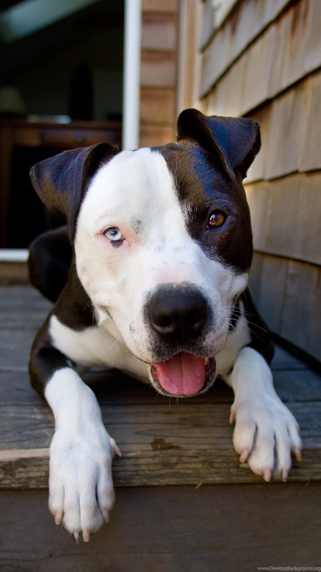 Pitbull Htc One Wallpapers Best Htc One Wallpapers, Free And Easy ...