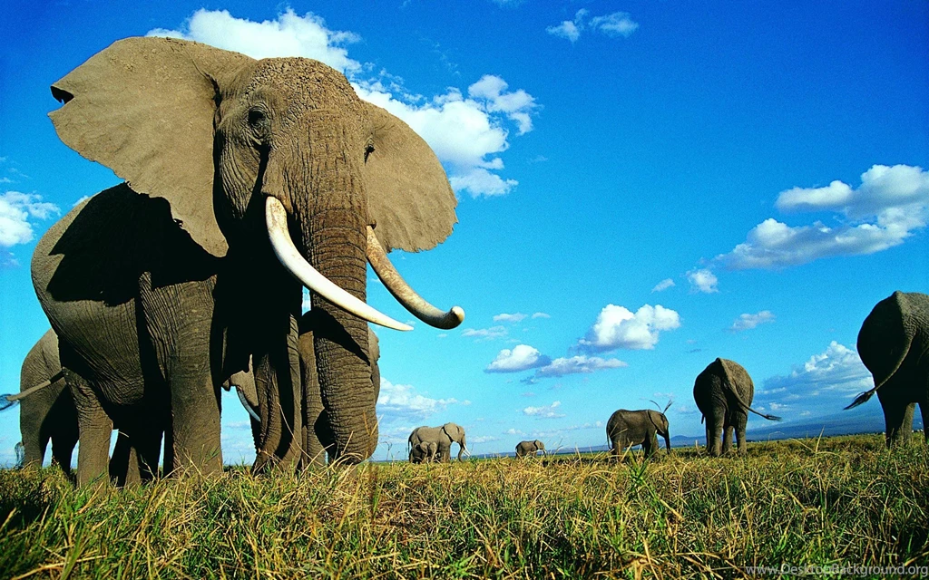 Elephant Desktop Backgrounds Wallpapers Cave