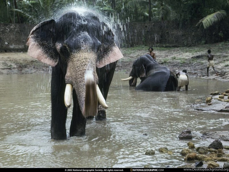 Cool Indian Elephant Wallpapers HD For Desktop . Best High ...