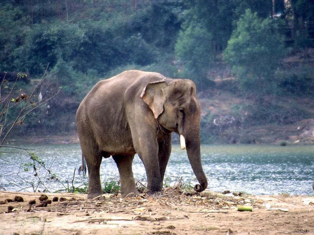 Elephant Wallpapers In HD