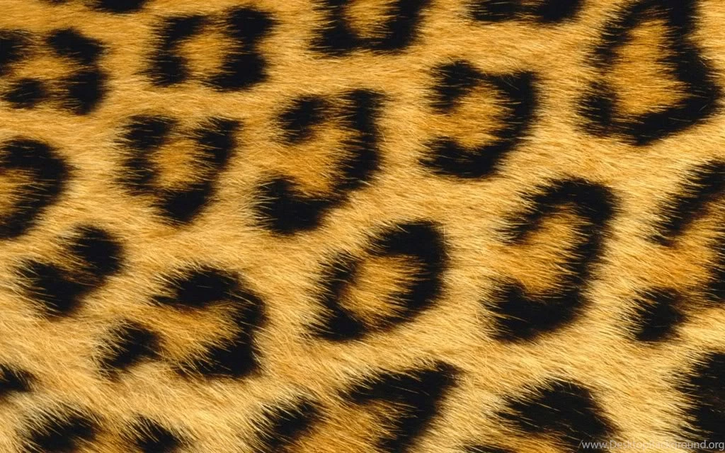 Cute Cheetah Print Wallpapers   Pixbim.com