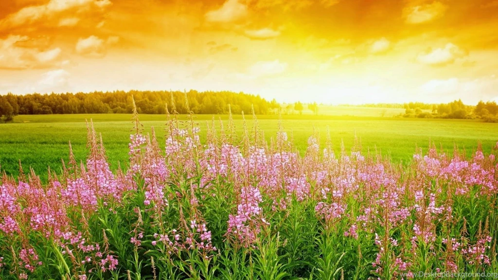 High Resolution Full HD Nature Picture Backgrounds SiWallpaperHD ...
