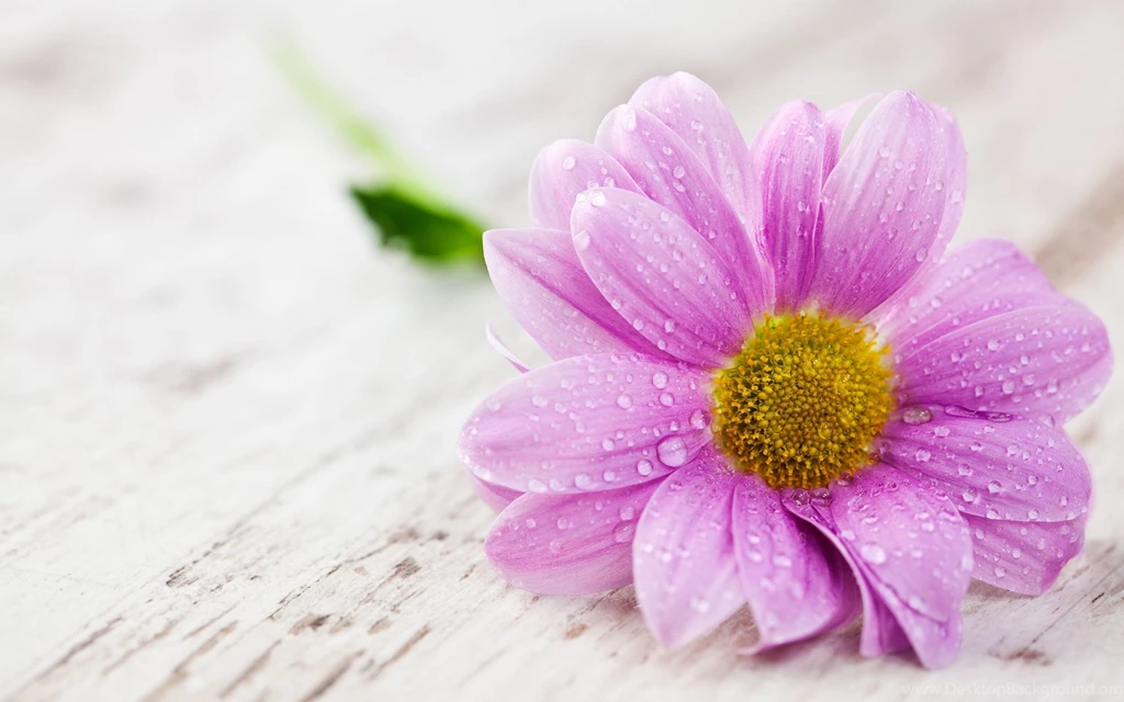 Pretty In Pink Wallpapers Wallpapers Cave