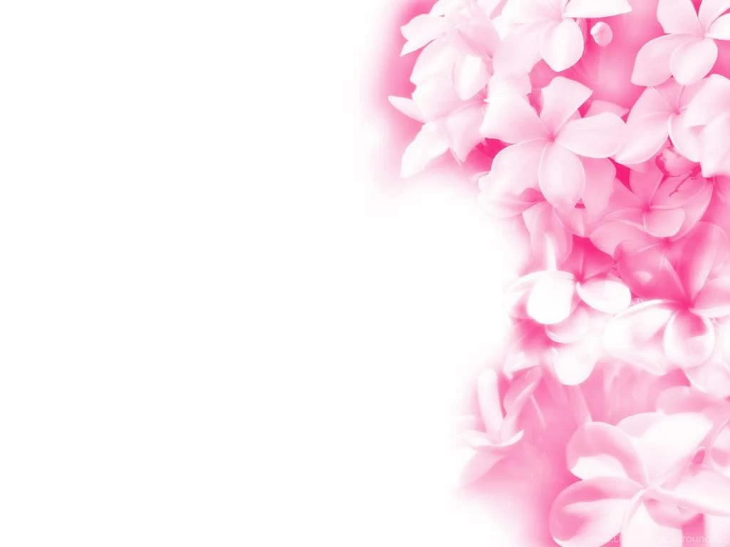 Pink Flowers Wallpapers Collection (39+)