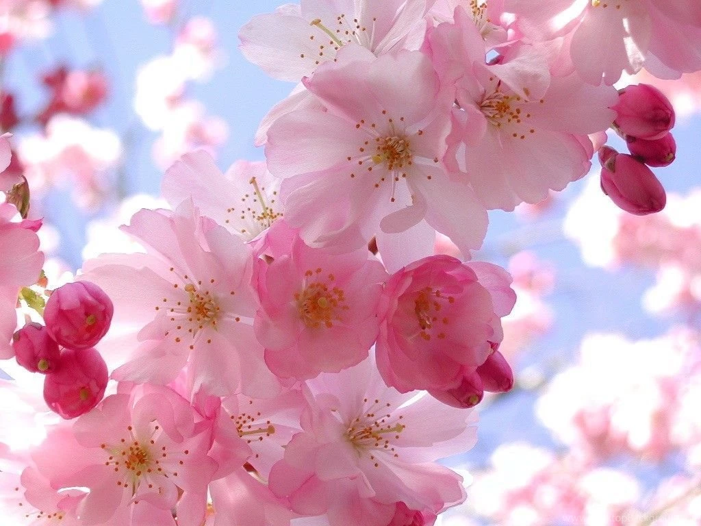 Pretty Pink Wallpapers Wallpapers Cave