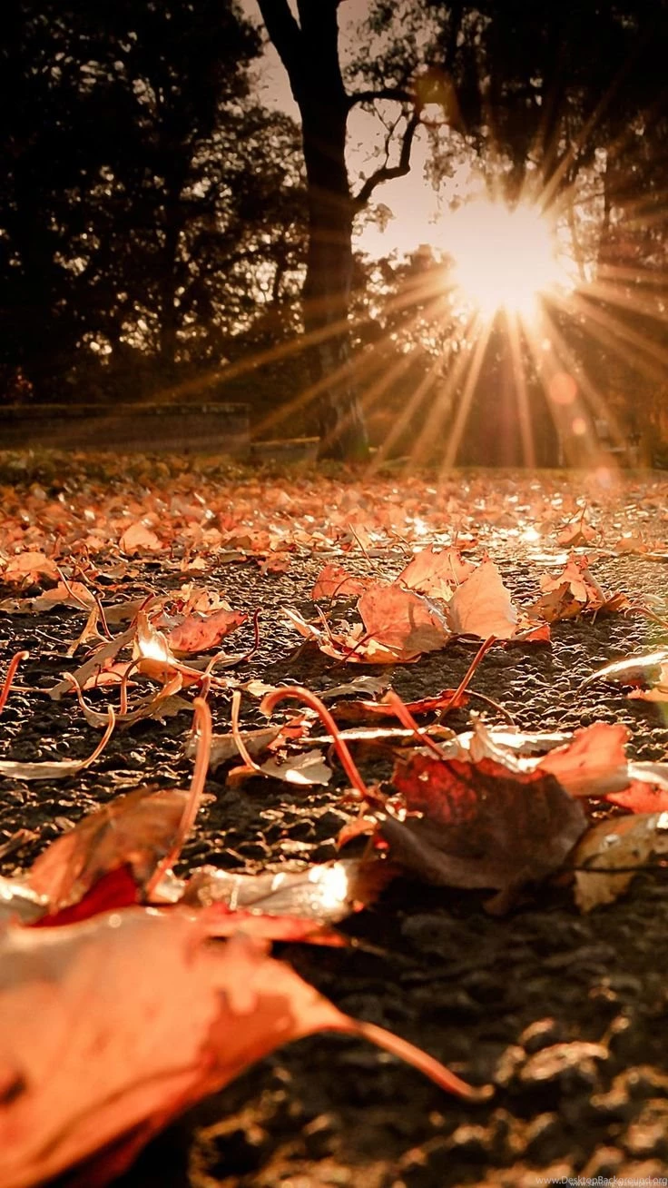 Nature iPhone 6 Plus Wallpapers   Autumn Leaves On The Ground ...