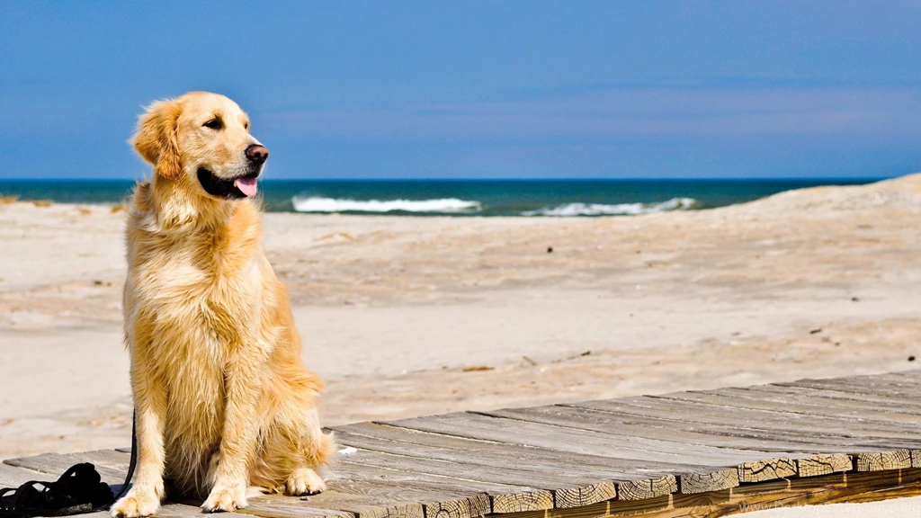 89 Golden Retriever HD Wallpapers
