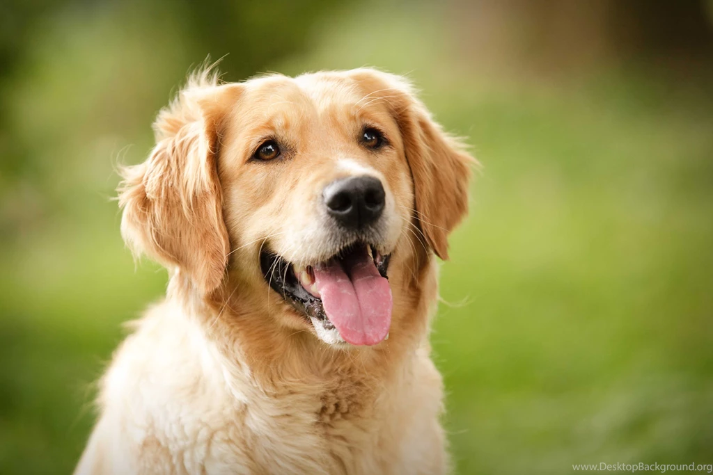 Golden Retriever Wallpapers