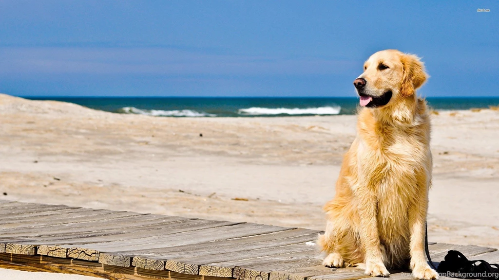 Golden Retriever Wallpapers   Wallpapers Cave
