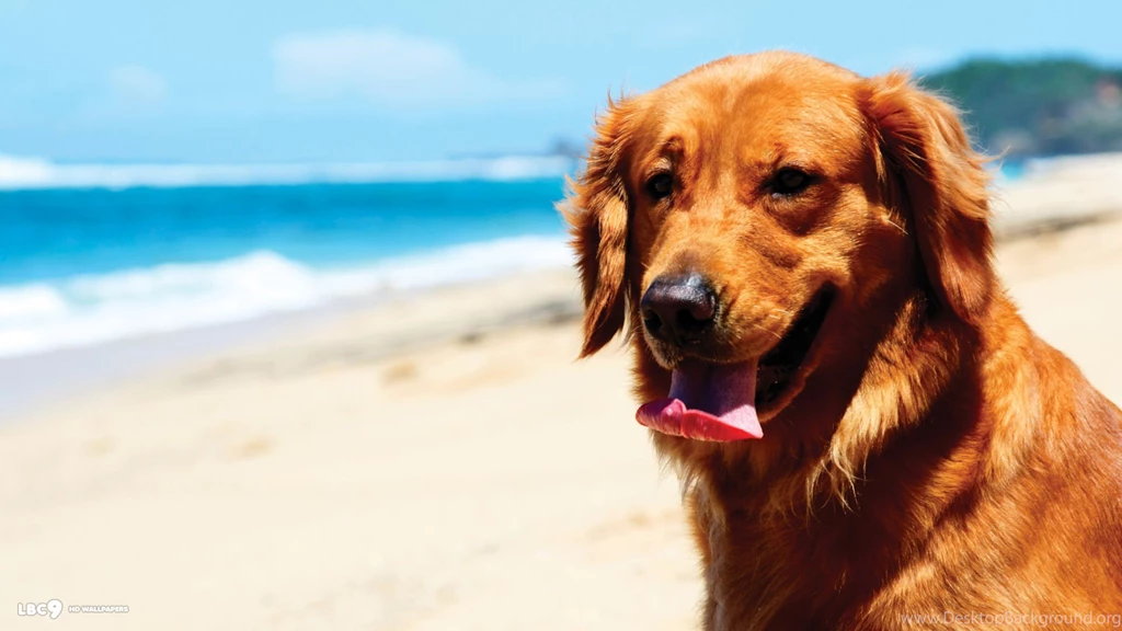 Golden Retriever Wallpapers 6/6