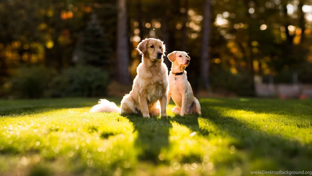 Golden Retriever Wallpapers HD