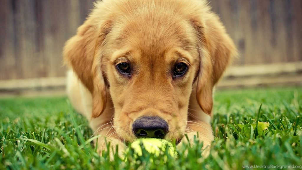 Adorable Golden Retriever Wallpapers