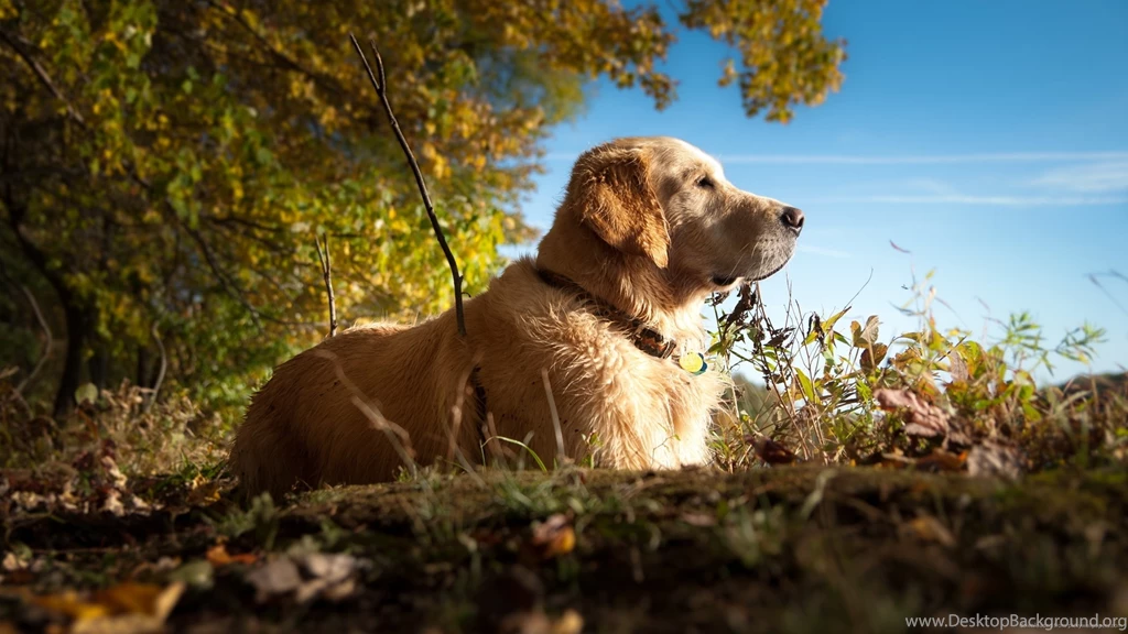 Excellent Golden Retriever Wallpapers
