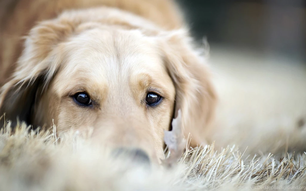 Magnificent Golden Retriever Wallpapers