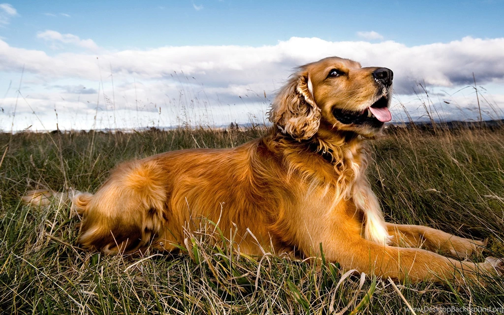 HD Golden Retriever Wallpapers