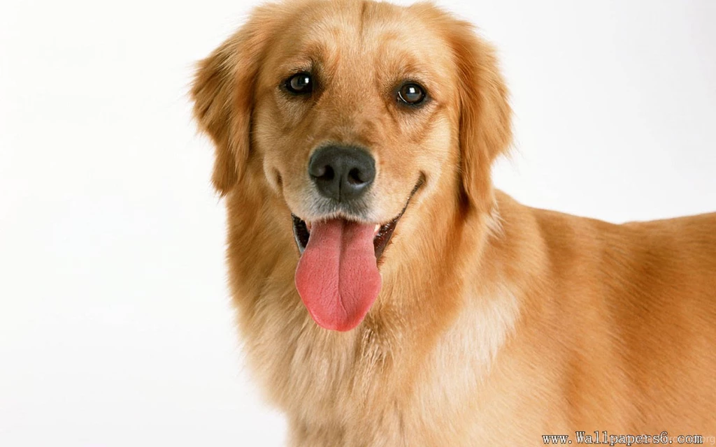 Golden Retriever － Animal Wallpapers   Free Download Wallpapers ...
