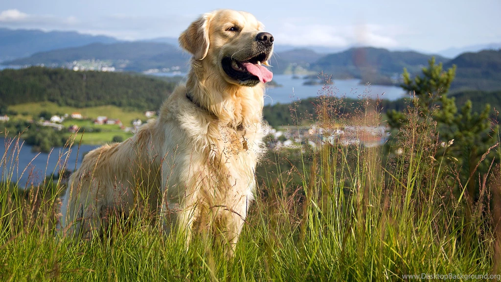 Golden Retriever 1920x1080 Wallpapers