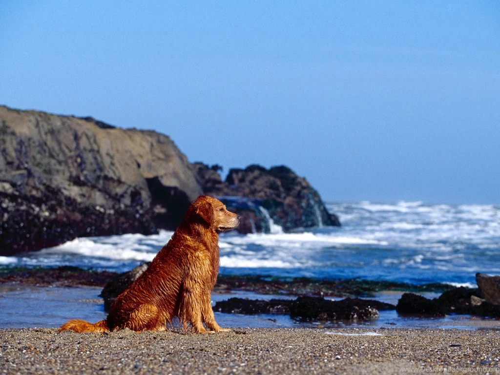 HD Golden Retriever On The Beach Wallpapers New Post Has Been ...