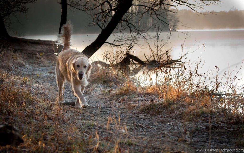 Download The Lake Side Golden Retriever Wallpaper, Lake Side ...