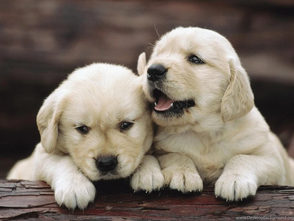 Golden Retrievers Wallpapers Android Apps On Google Play