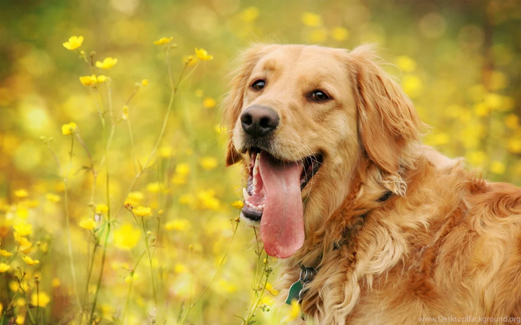 Special Golden Retriever Wallpapers