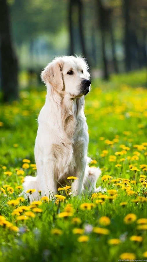 Golden Retriever Wallpapers Android Apps On Google Play