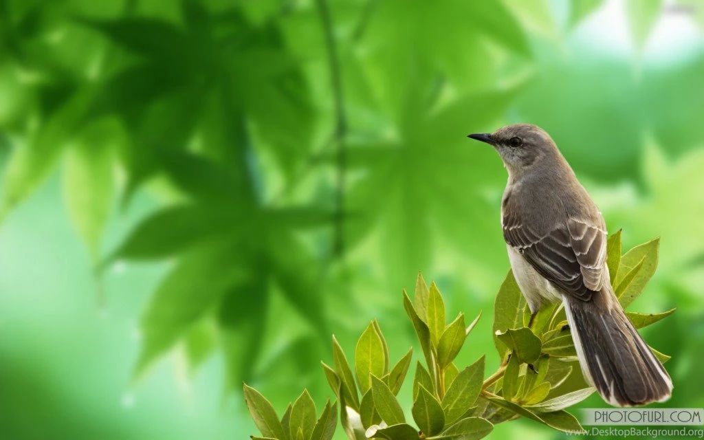 Download Wallpapers Desktop   Wallpapers HD Base