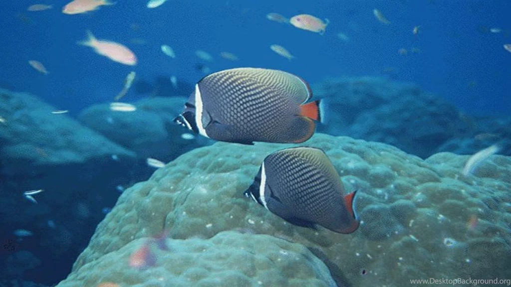 Desktop Wallpapers Free Download Collection (30+)