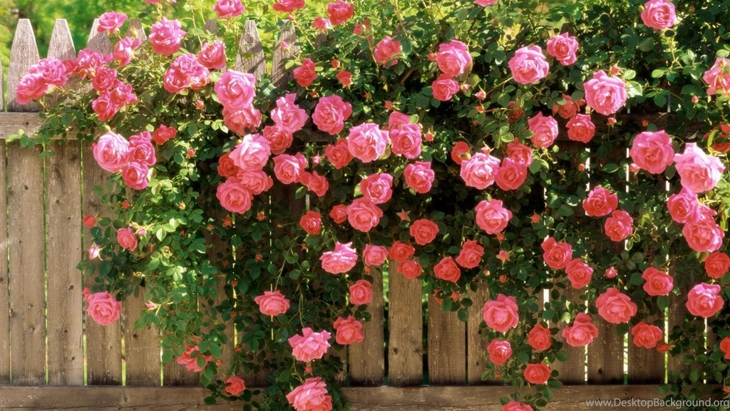 Rose On Fence Flowers Photography Desktop Wallpapers   1366x768 ...