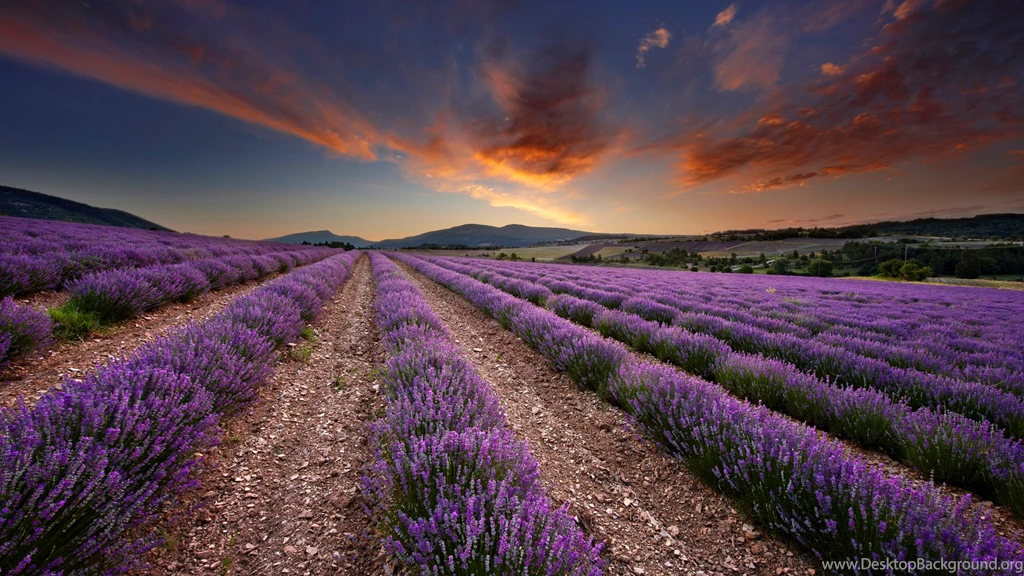 HD Purple Lavender Field Scenery Wallpapers HD 1080p Full Size ...