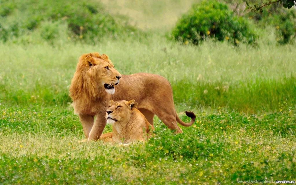 Wallpapers Hd For Desktop Full Screen Pictures 5 Hd Wallpapers