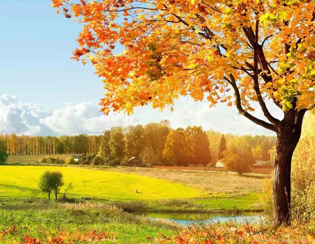 Free Fall Wallpaper Backgrounds Wallpapers High Definition