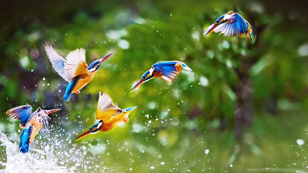 Beautiful, Birds, Flying, Widescreen, Full, Hd, Wallpaper, Free ...