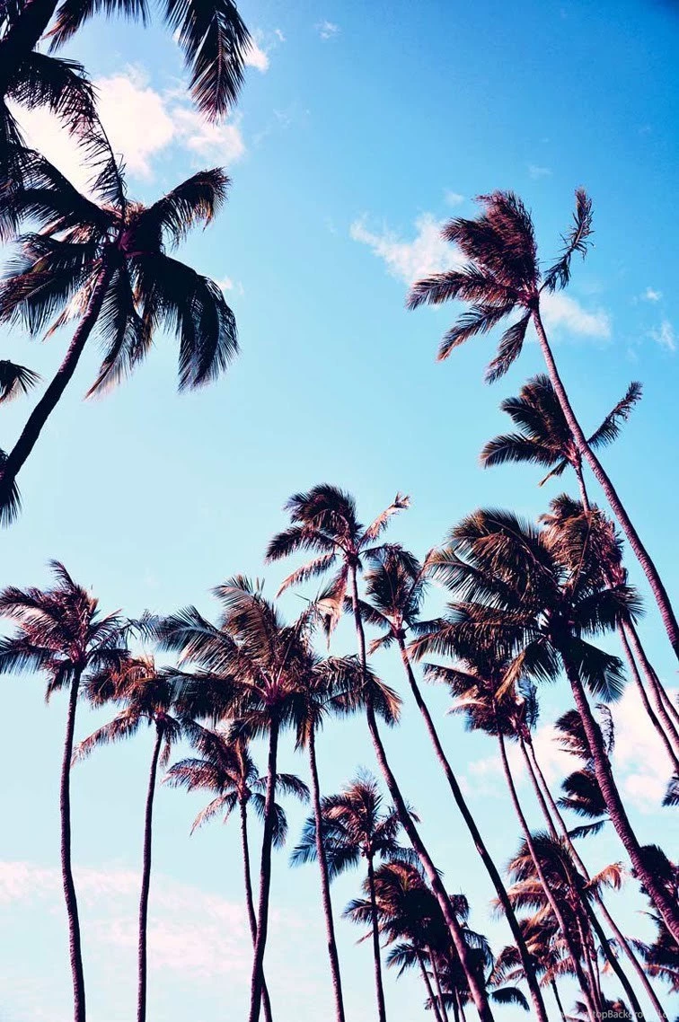 Palm Trees Tumblr Wallpapers Danasrhp.top