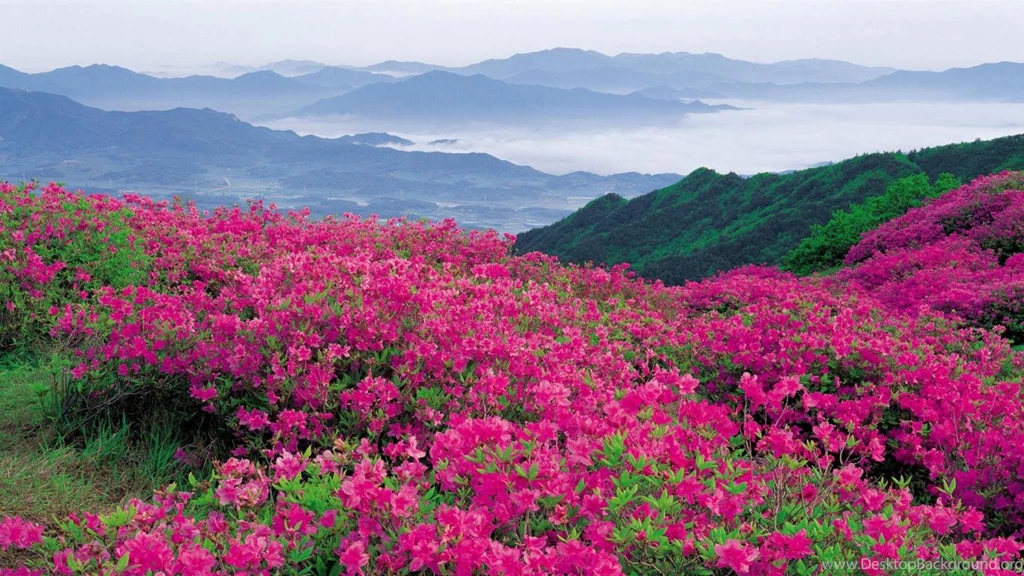 Flower Field Wallpapers Wallpapers Cave