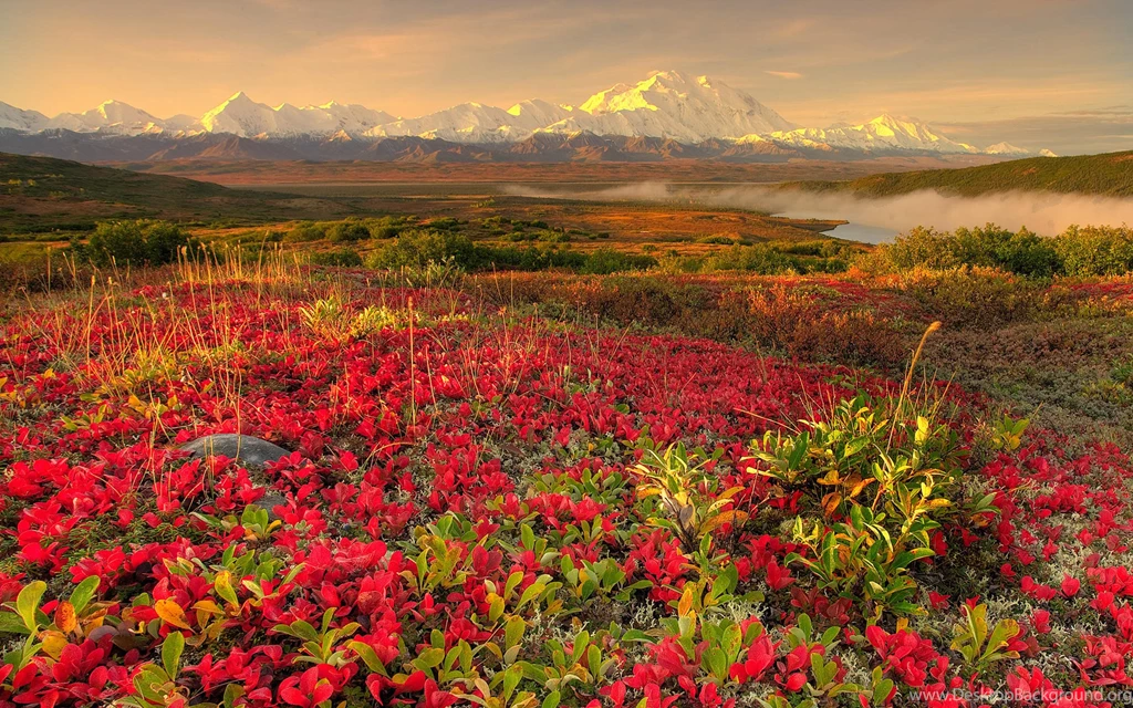 Red Flower Field Wallpapers High Definition
