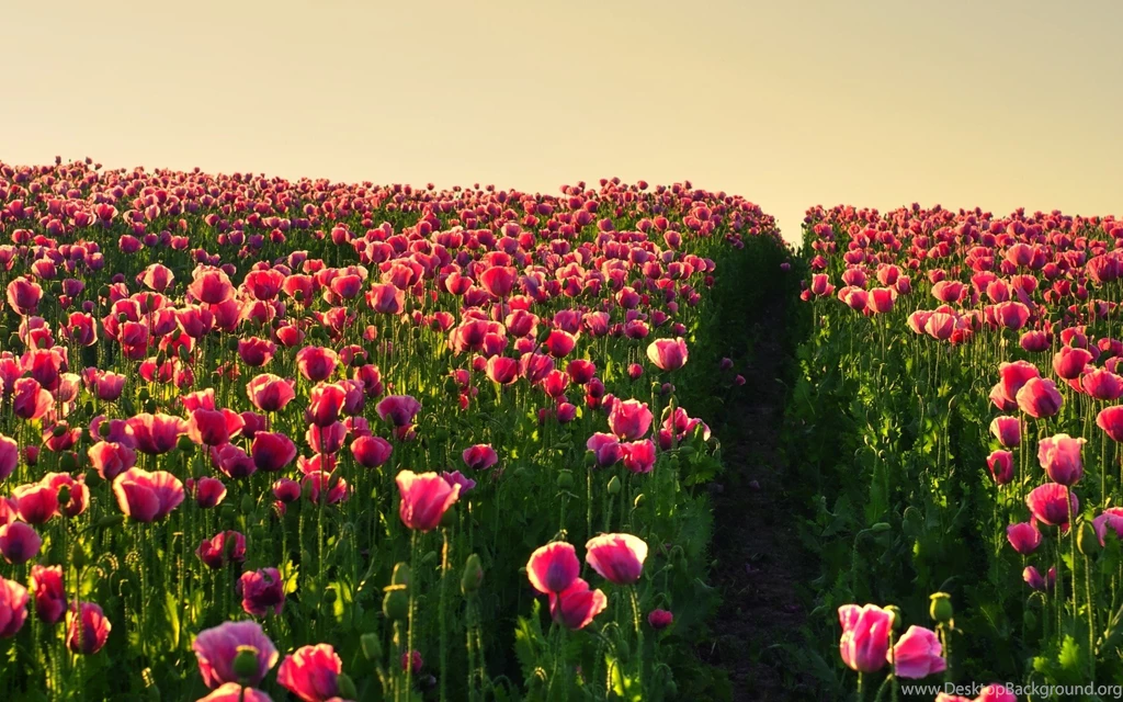 Flower Field Wallpapers
