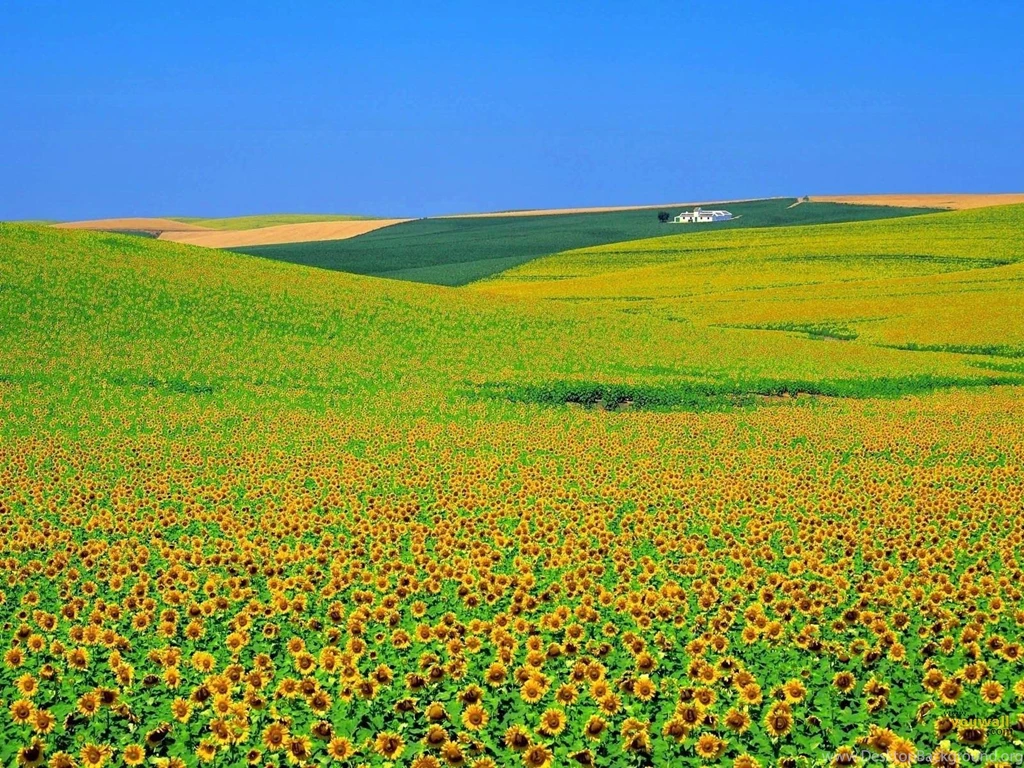 YouWall   Sun Flowers Fields Wallpapers   Wallpaper,wallpapers,free ...