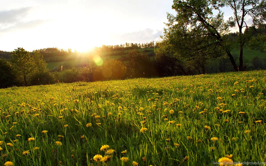 Fantastic Flower Field Computer Wallpapers, Desktop Backgrounds ...