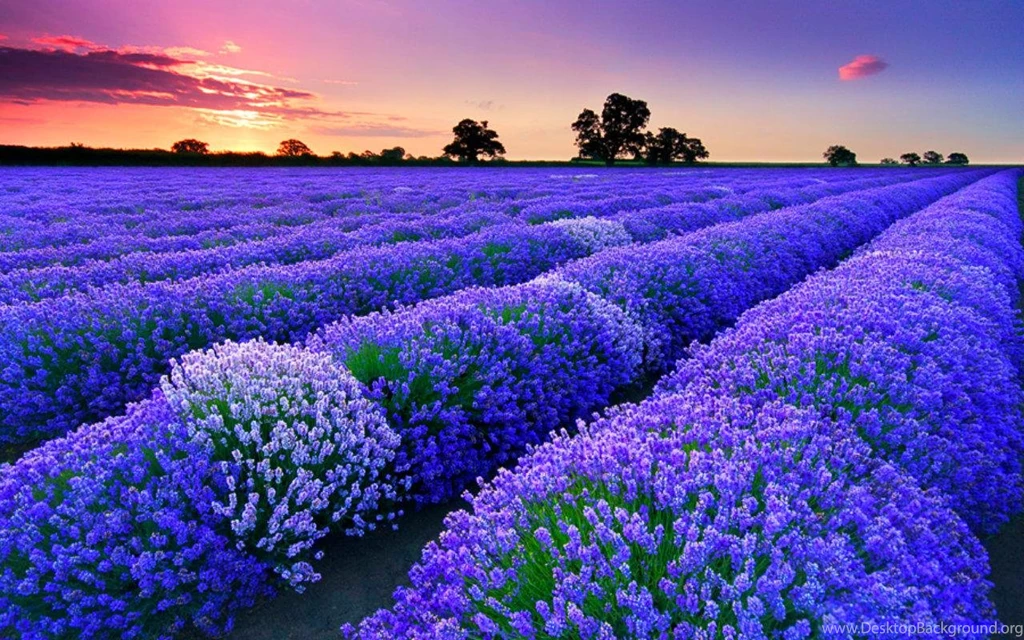 Flower Fields (