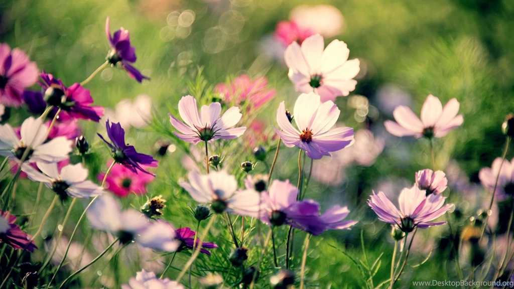 Flower Field Macro Wallpapers Desktop Backgroun