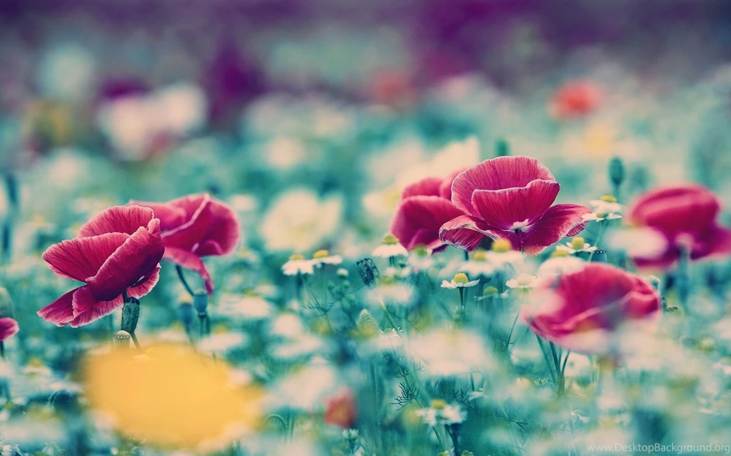 Flower Field Macro Wallpapers