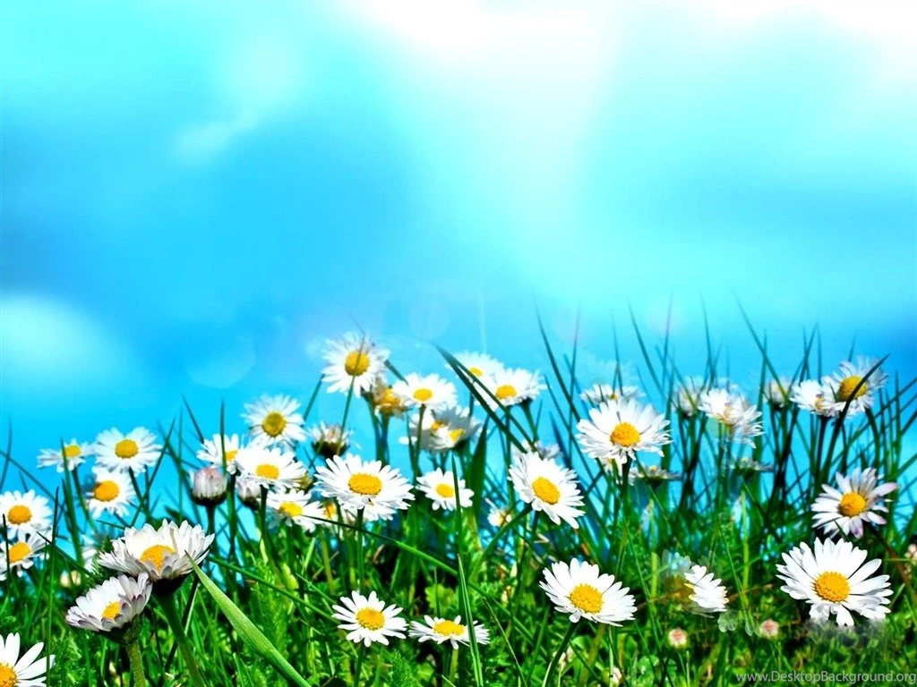 Flower Field Under Sky Flowers Photography Desktop Wallpapers ...