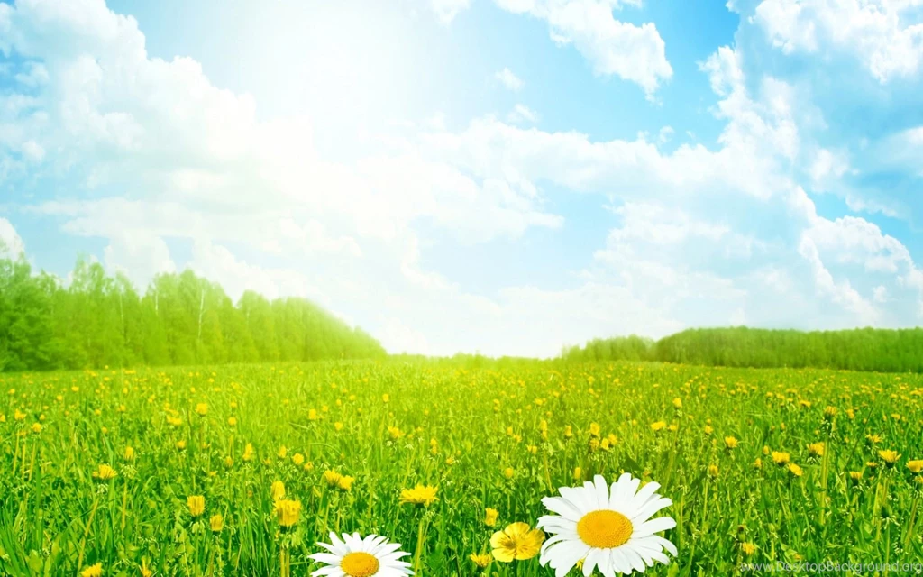 White Daisy Flowers Field Wallpapers HD Of Beautiful Flowers
