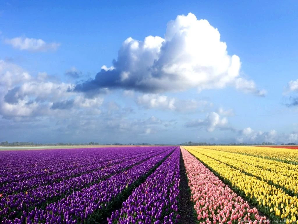 Colorful Flowers Field Wallpapers