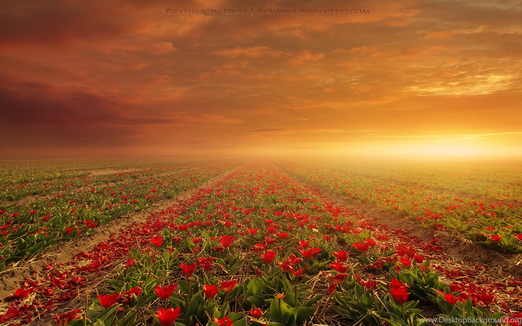 Flower Fields Wallpapers