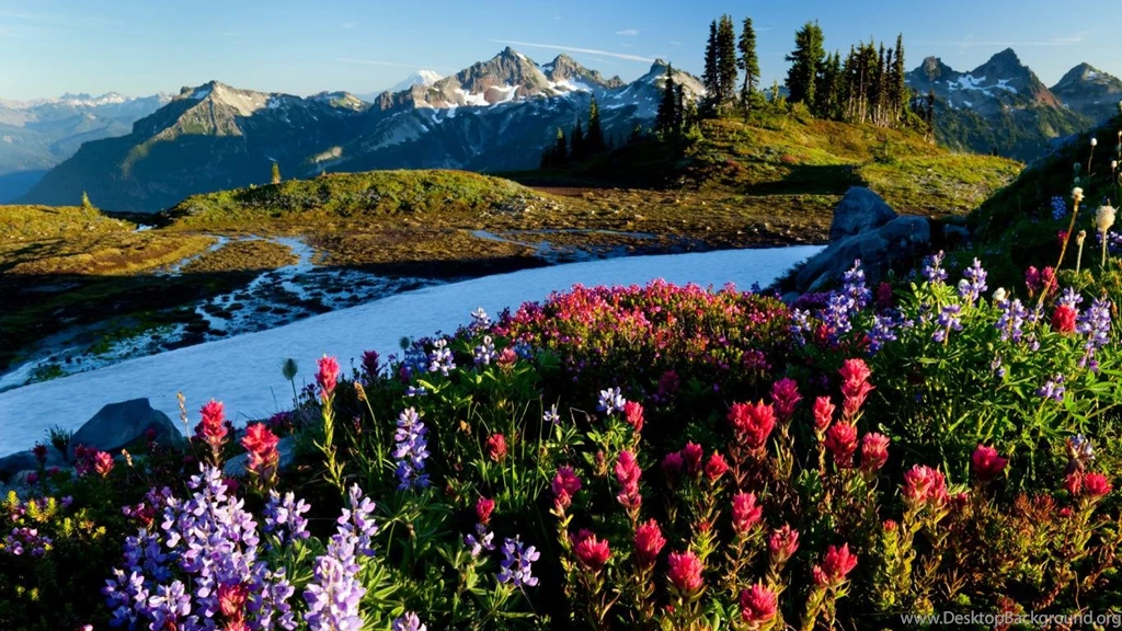 Wallpapers Snowboards Free Hd Snow Mountain Flower Field 1366x768 ...