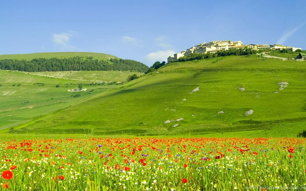 Flower Field Wallpapers   HD Wallpapers And Pictures