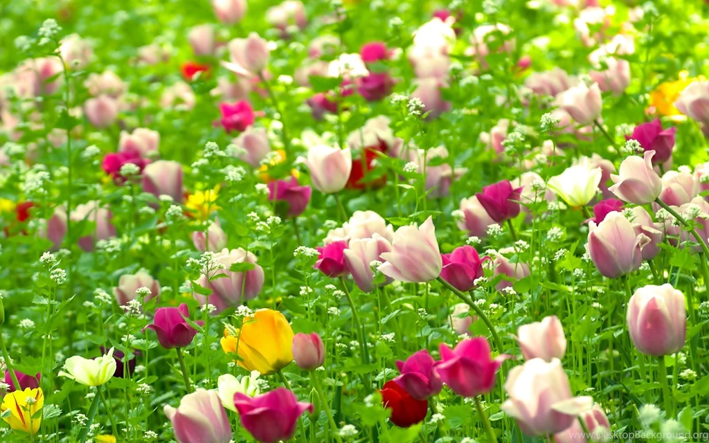 Summer Flower Field Wallpapers Widescreen HD