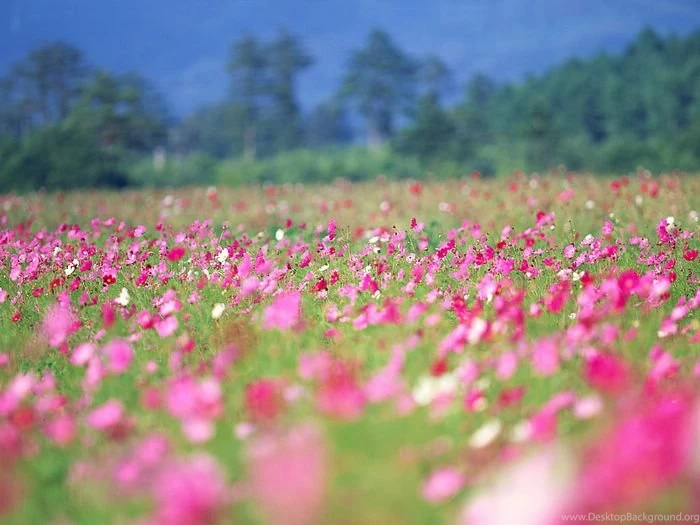 Cosmos Flowers Field Wallpapers 15 Wallcoo.net